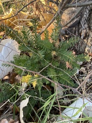 Taxus canadensis