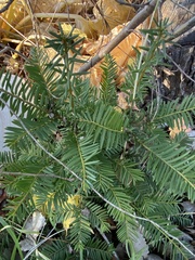 Taxus canadensis