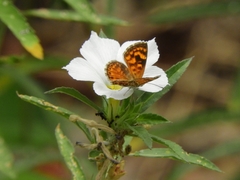 Aricoris campestris