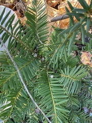 Taxus canadensis