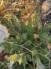 Taxus canadensis