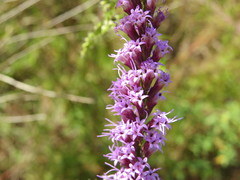 Liatris gracilis