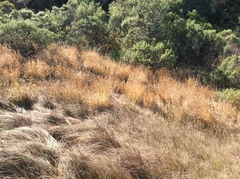 Phalaris californica