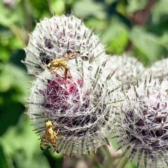 Terellia tussilaginis