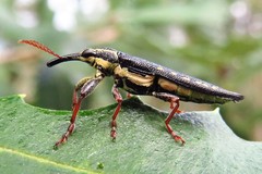 Rhinotia lineata