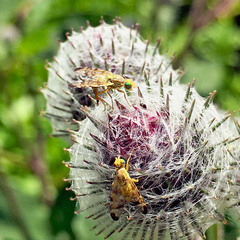 Terellia tussilaginis