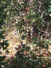 Phalaris californica