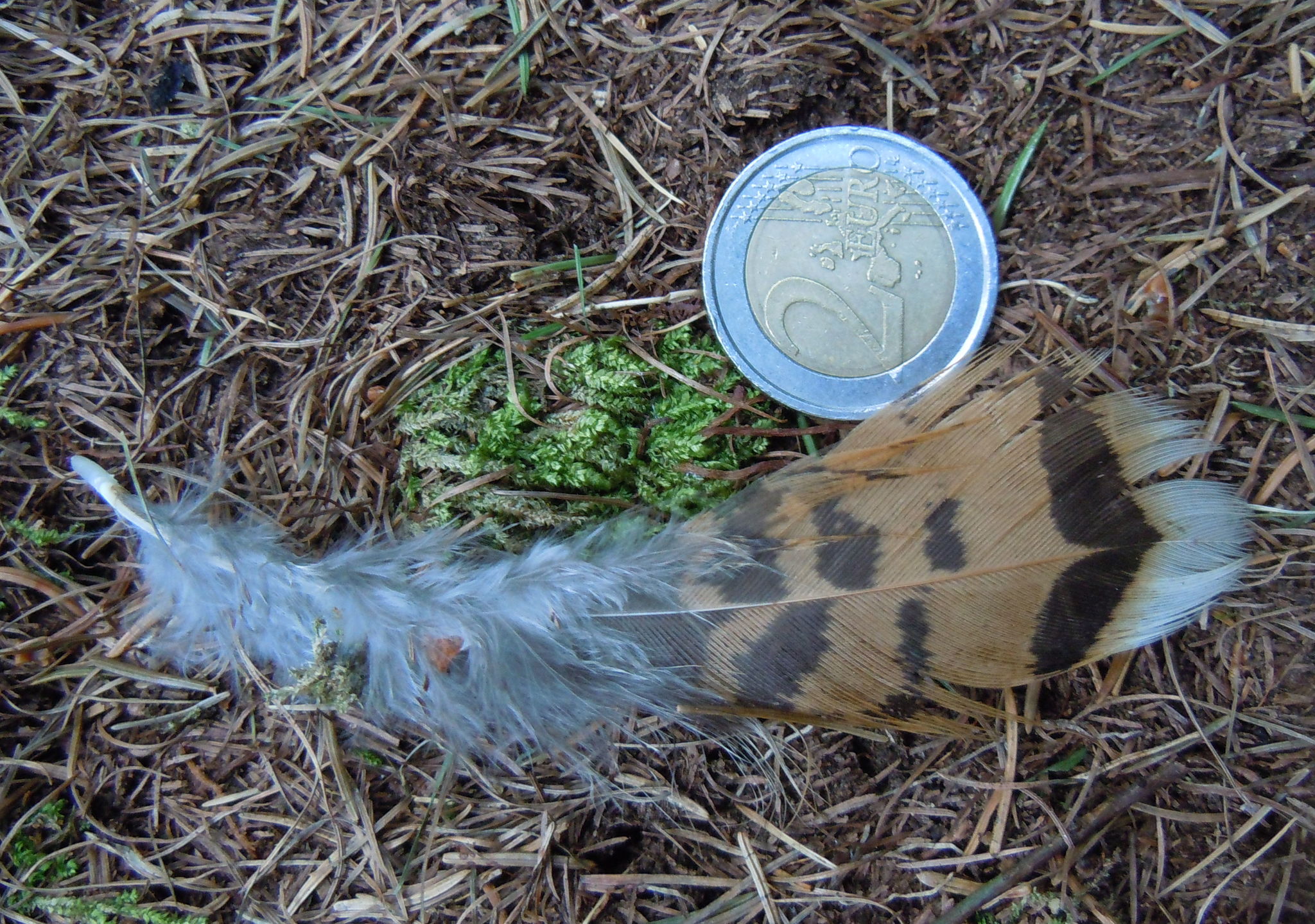 Western Capercaillie