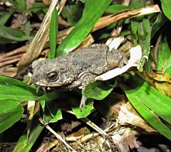 Rhinella bergi