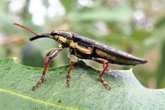 Rhinotia lineata