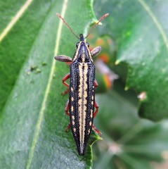 Rhinotia lineata