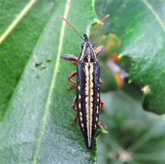 Rhinotia lineata