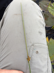 Schoenoplectus torreyi