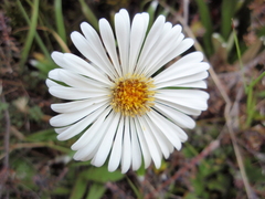 Celmisia spectabilis