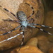 Dietrich's St Andrews Cross Spider - Photo 
Robert Whyte, no known copyright restrictions (public domain)