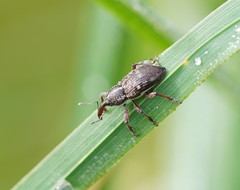 Aoplocnemis rufipes
