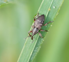 Aoplocnemis rufipes