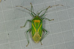 Urolabida