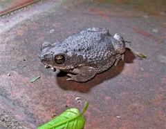 Rhinella bergi