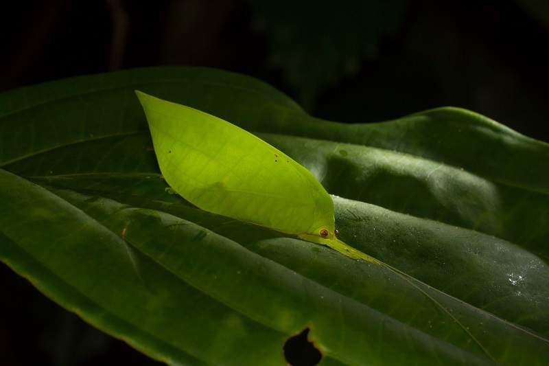 Rhomboptera selangorensis