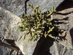 Veronica tetrasticha