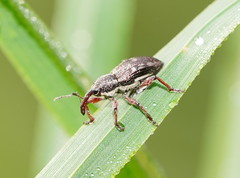 Aoplocnemis rufipes