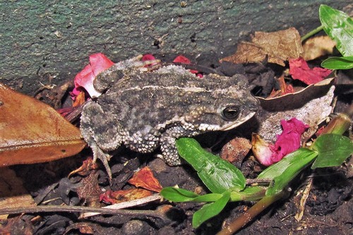 Lesser Granulated Toad, Rhinella bergi