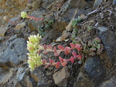Sedum flavidum