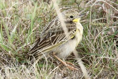 Hemimacronyx chloris
