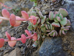 Sedum flavidum