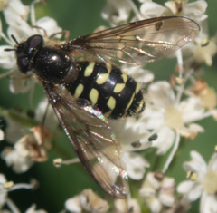 Dasysyrphus intrudens