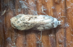 Endrosis sarcitrella