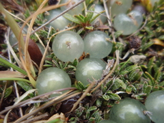 Coprosma petriei