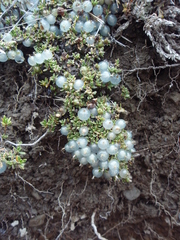 Coprosma petriei
