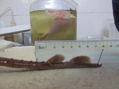 Shorttail Fanskate photo 4