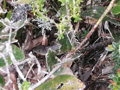 Stenocercus trachycephalus