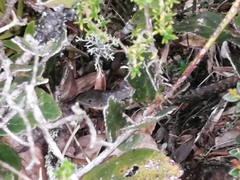 Stenocercus trachycephalus