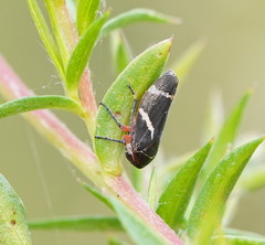 Eurymeloides bicincta