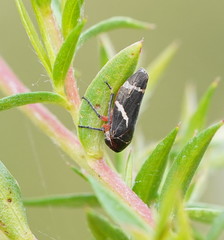 Eurymeloides bicincta
