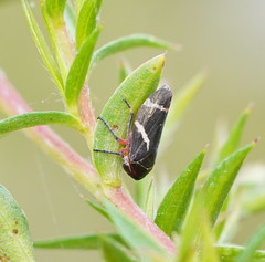 Eurymeloides bicincta