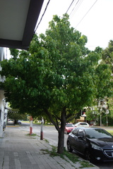 Aleurites moluccanus