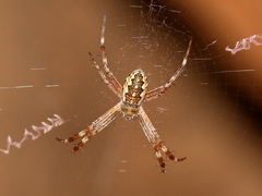 Argiope katherina