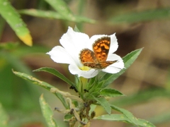 Aricoris campestris