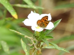 Aricoris campestris