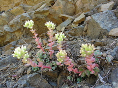 Sedum flavidum