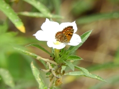 Aricoris campestris