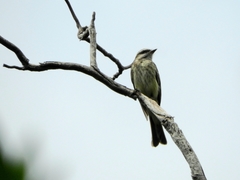 Empidonomus varius