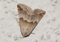 Eublemma amoena