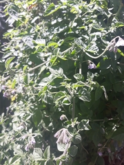 Solanum caripense