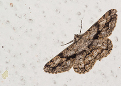 Peribatodes umbraria